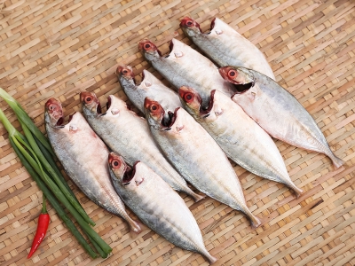 Cá Bạc Má